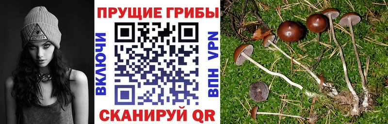 Купить  Козловка  Псилоцибиновые грибы ЛСД 